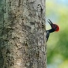 Datel indomalajsky - Dryocopus javensis - White-bellied Woodpecker o0705